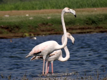 Flamingoes standing in lake