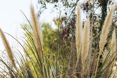 Close-up of plants growing on field