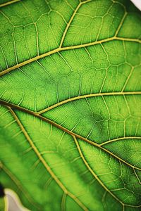 Full frame shot of green leaves
