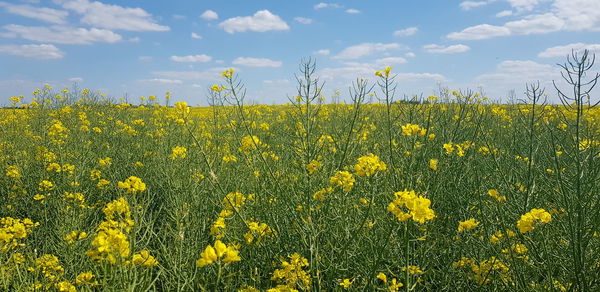 Scenic view of oilseed rape field against sky