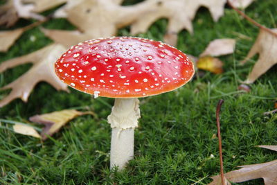 Close-up of fly agaric mushroom on field