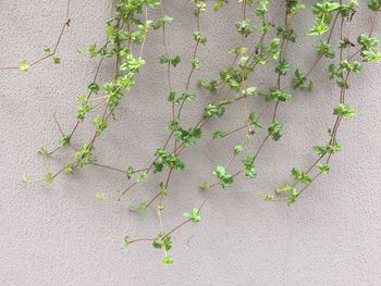 High angle view of ivy growing on plant