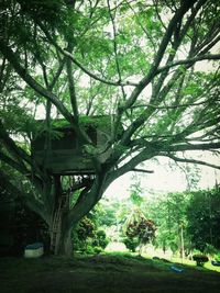 Trees in park