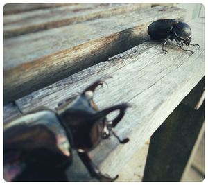 Close-up of insect on wood