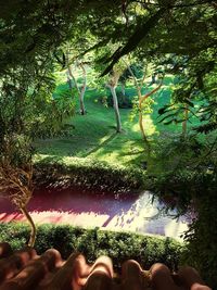 View of trees on landscape