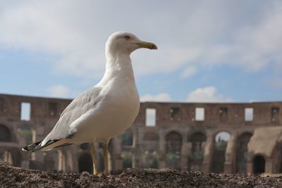 Close-up of bird against sky