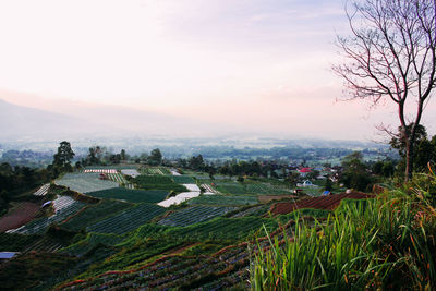 High angle view of trees on field against sky
