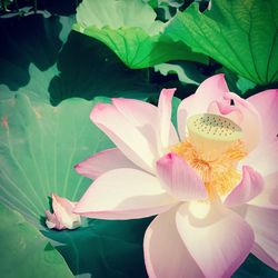 Close-up of pink lotus water lily