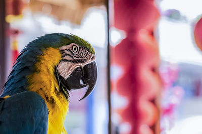 Close-up of a parrot