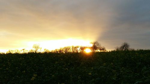 Sunset over field