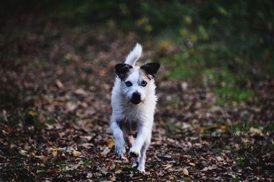 Portrait of dog