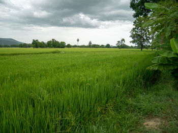 Scenic view of agricultural field against sky