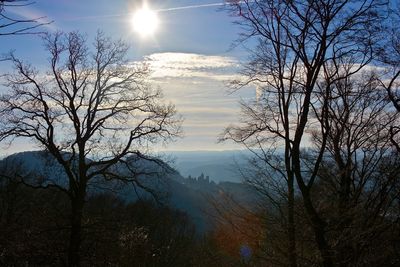 Sun shining through trees