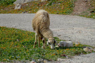 View of sheep on ground
