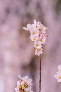 Close-up of pink cherry blossoms