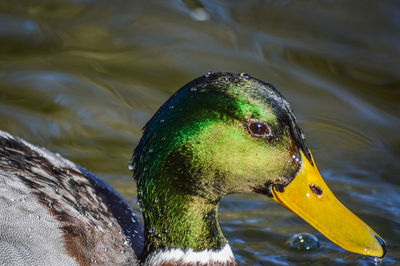 Close-up of a duck swimming in lake