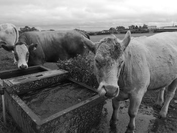 Cows standing in a farm