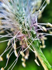 Close-up of plant against blurred background