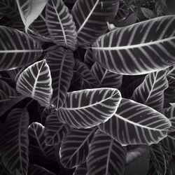 Close-up of leaves