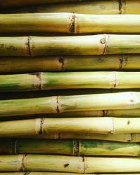 Full frame shot of bamboo shoots