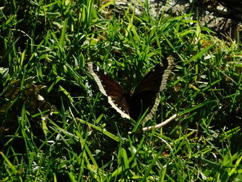 Close-up of butterfly pollinating flower