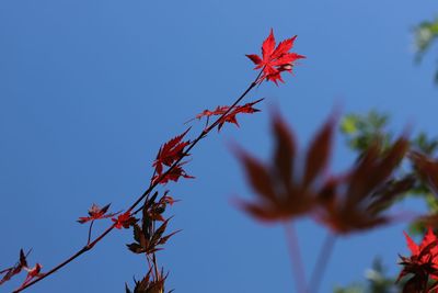 Low angle view of autumnal leaves against sky