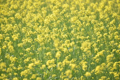 Full frame shot of fresh yellow flowers in field