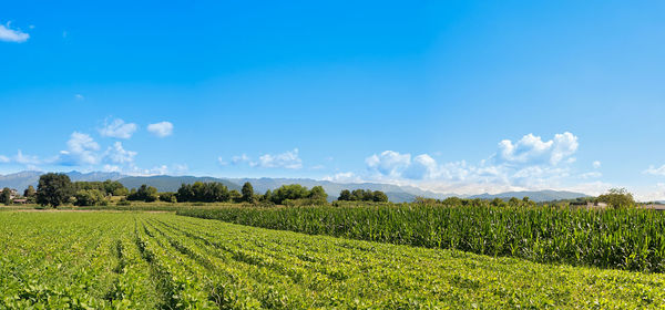 Scenic view of agricultural field against blue sky