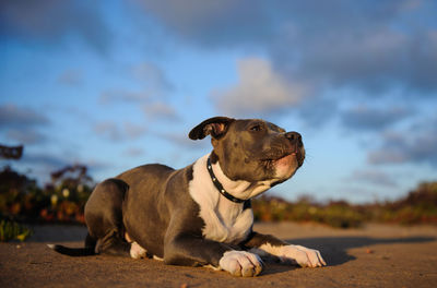 View of a dog looking away against sky