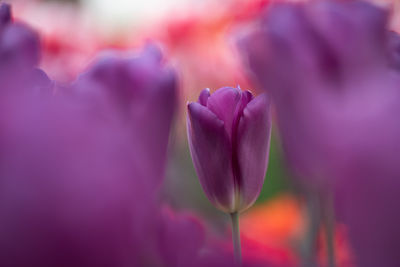 Close-up of purple tulip