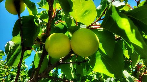 Low angle view of apples on tree