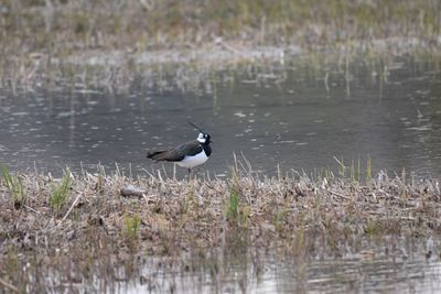 Lapwing on a lake