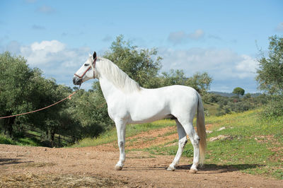 Horse standing in field against sky