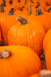 Full frame shot of pumpkins