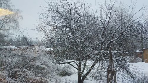 Bare trees on snow covered landscape