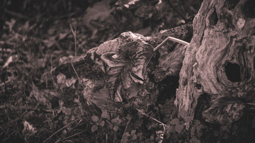Close-up of dry tree trunk on field