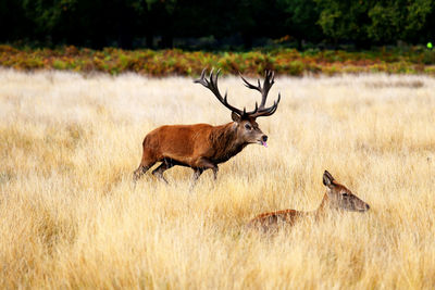 Side view of deer on field