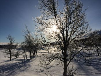 Bare trees on snow covered land against sky
