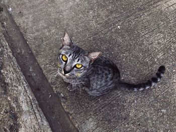 High angle portrait of cat relaxing outdoors