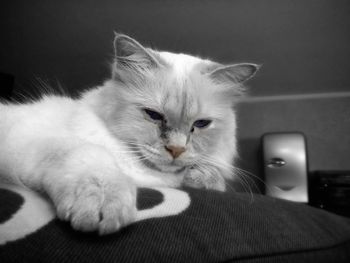 Close-up portrait of cat