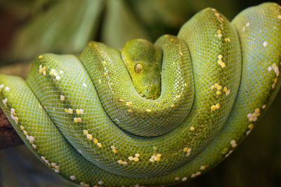 Close-up of green lizard