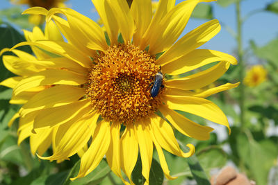 Close-up of honey bee on sunflower