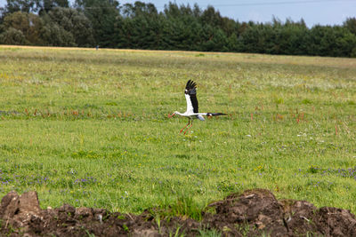 Bird on field