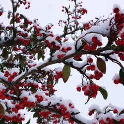 Low angle view of frozen tree against sky