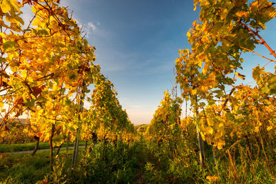 Looking down vineyard rows at sunset with changing leaves in autumn against sky