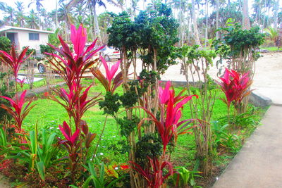 Pink flowers growing on tree