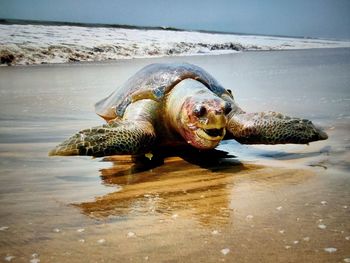 Turtle on beach