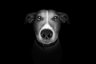 Close-up portrait of dog against black background