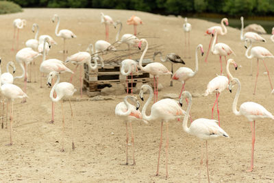 Flock of birds in the lake