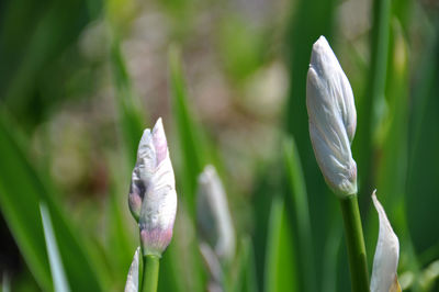 Close-up of white crocus against blurred background